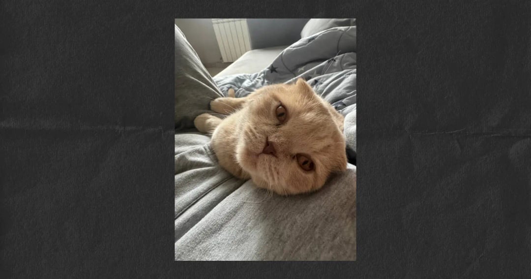 Как пережить смерть кота