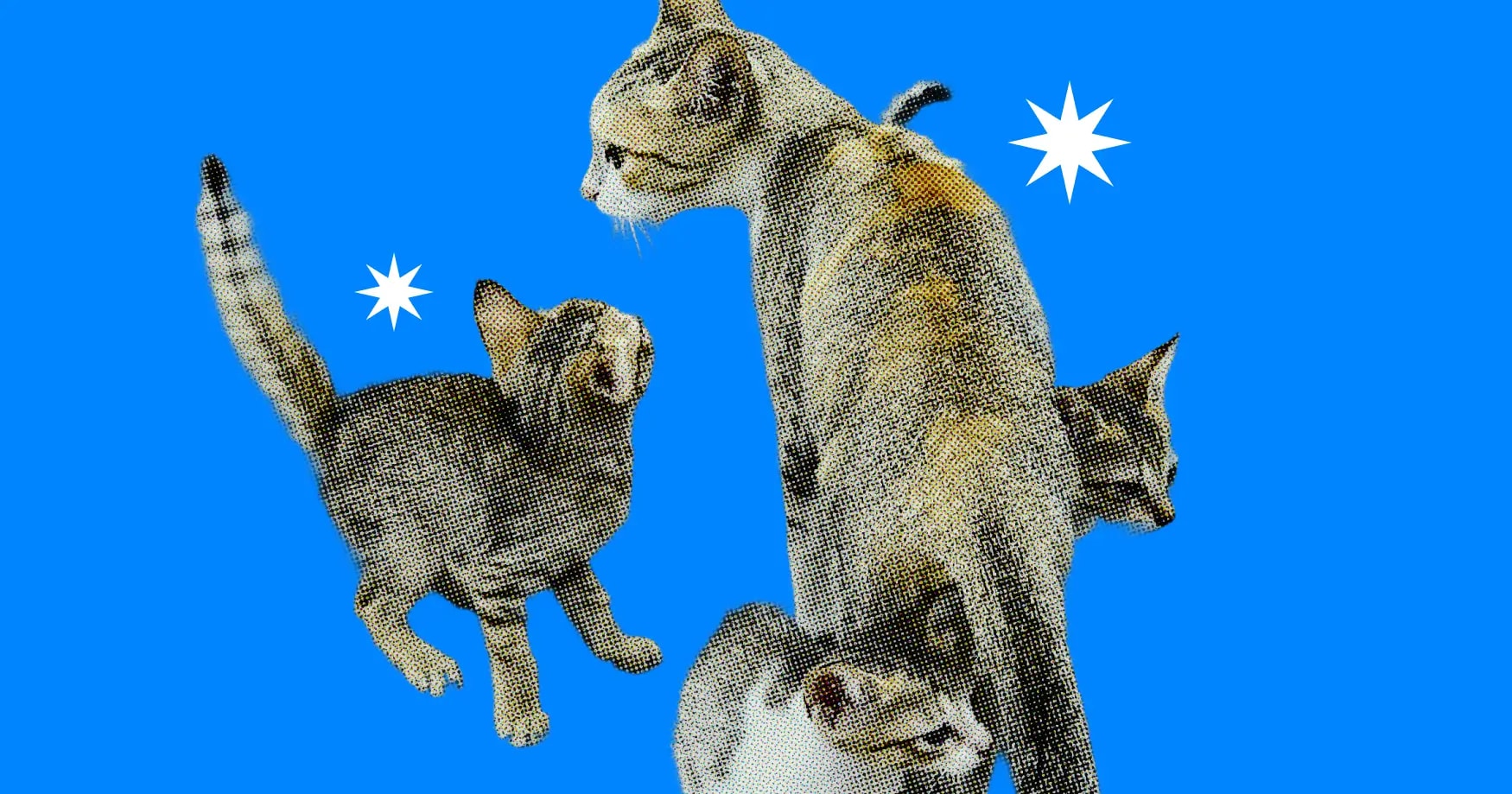 В мире животных: психолог рассказала, как родителям применять «кошачьи принципы» в воспитании подростков