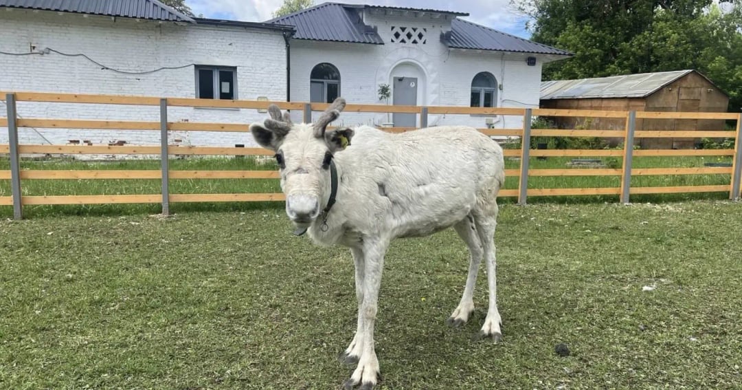 Городская ферма на ВДНХ